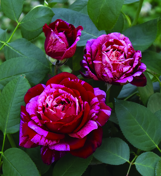 30 di carta Rosso Rose Giardino Di Casa di Bambole tumdee C 1:12 SCALA 3 grappoli di fiori 