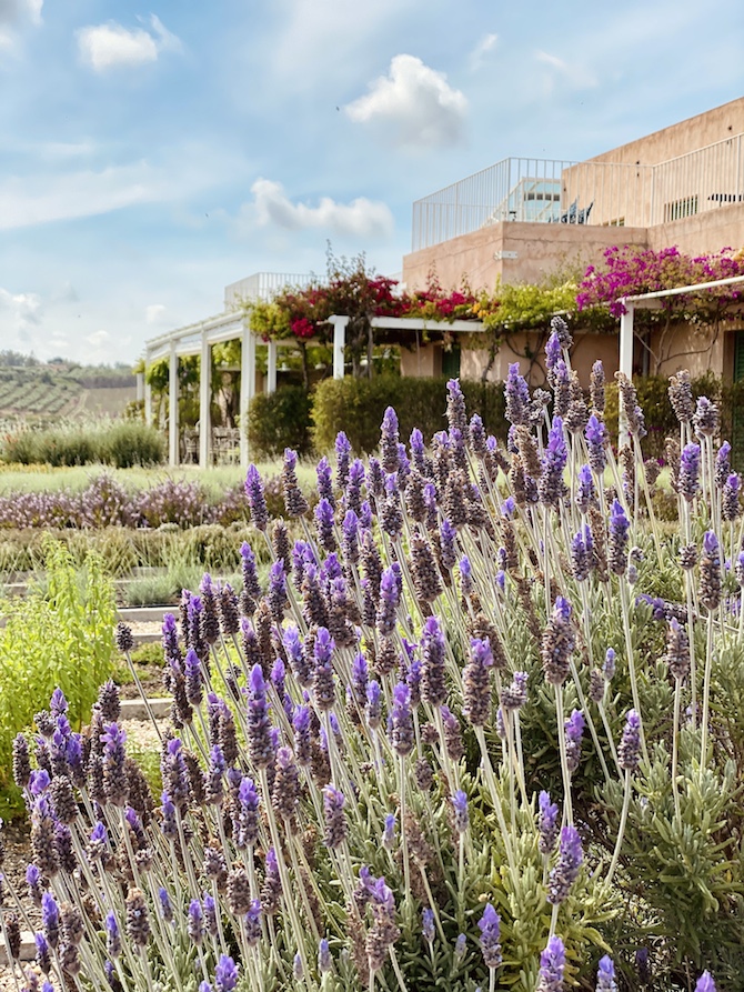 1 PaLaaLa Foresteria, il wine resort Planeta a Menfi Foresteria, il wine resort Planeta a MenfiLANETA Menfi_La Foresteria Giardino degli aromi_2 La Foresteria, il wine resort Planeta a Menfi