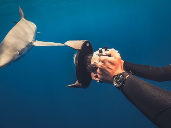 Ulysse Nardin Diver Lemon Shark: un subacqueo al servizio degli oceani