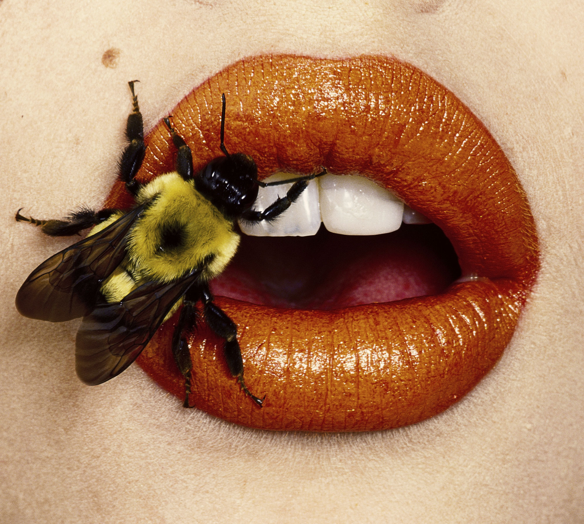Irving Penn, Bee (A), New York, 1995 © The Irving Penn Foundation